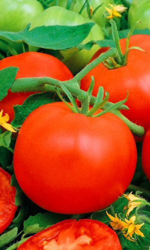 Томат ЭНЕРГО F1 &mdash; Сверхурожайный! Невероятно сладкие плоды! Пластичный! Красивый! Засолочный!