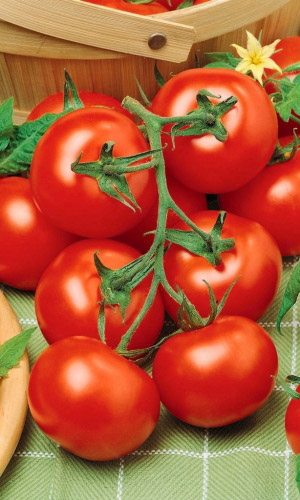 Томат ЕВГЕНИЯ &mdash; Высокая завязываемость плодов даже в экстремальных погодных условиях! Идеален для консервирования!