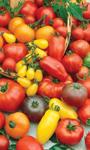 Томат ФАНТАЗИЯ