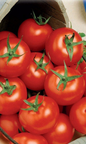 Томат ФИЛИППОК