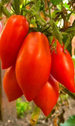 Томат ГРЕЧАНКА F1