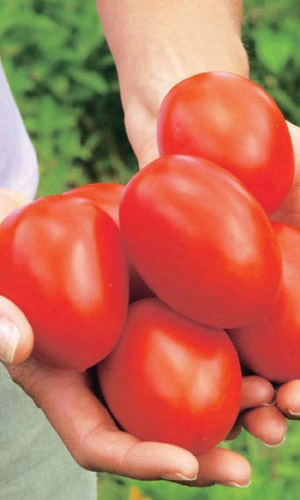 Томат ИСПАНСКИЙ ГИГАНТ