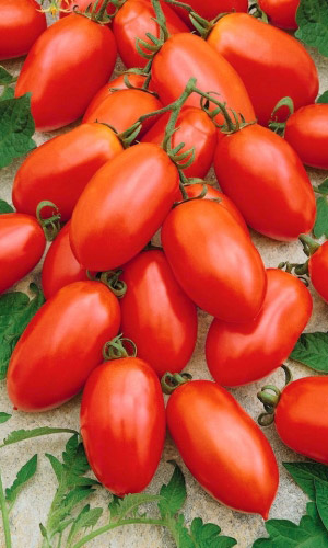 Томат КЛАВДИЯ