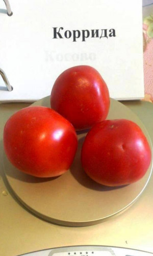 Томат КОРРИДА