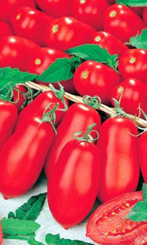 Томат КОСАРЬ