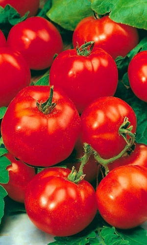 Томат КРАСНАЯ ШАПОЧКА