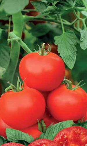 Томат КРАСНЫЙ ЛУЧ F1