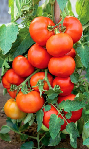 Томат КРАСНЫЙ ОЛИГАРХ