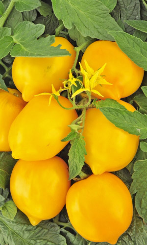 Томат ЛИМОН ЛИАНА