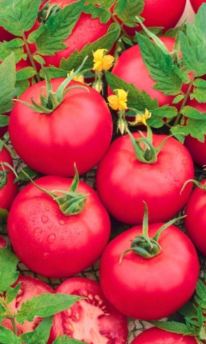 Томат ЛОТОС &mdash; До 10 кг вкуснейших томатов с каждого метра! Плоды не растрескиваются!