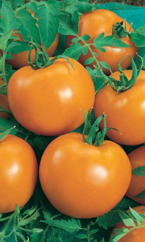 Томат ЛУНА &mdash; Высокое содержание бета-каротина! Надёжный! Полезный! Сладкий! Крайне неприхотливый, подходит новичкам!