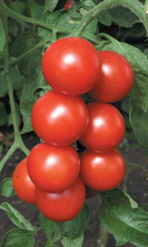 Томат ЛЮБИМЕЦ ПОДМОСКОВЬЯ