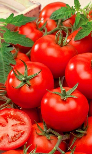 Томат МАГНАТ &mdash; Не подвержен вершинной гнили! Один из самых надёжных сортов! Засухоустойчивый! Сладкие плоды!