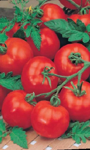 Томат МАКС &mdash; Не болеет фитофторой! Обильный урожай!