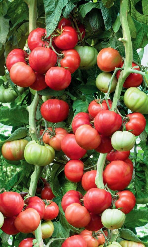 Томат МАЛИНОВСКИЙ