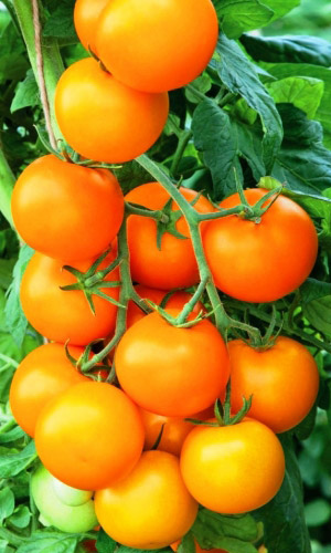 Томат МАНДАРИН &mdash; Удивительно сладкий и ароматный! Невероятная урожайность! Высокое содержание каротина!