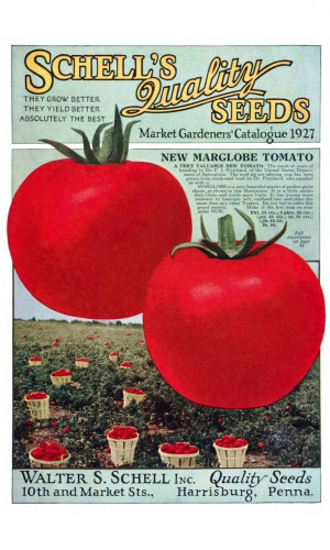 Томат МАРГЛОБ &mdash; Легендарный сорт 1917 года! Попробуй историю на вкус! Невероятная устойчивость к болезням позволяет его возделывать уже более 100 лет! Урожайность до 20 кг с метра!