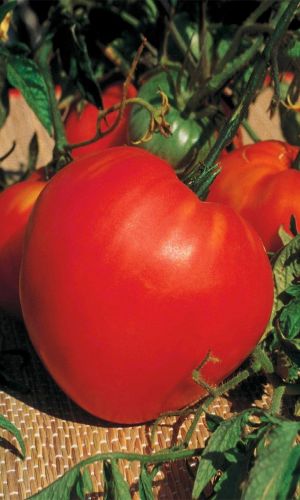 Томат МАЙОР