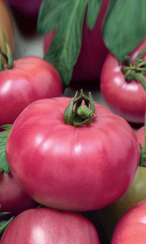 Томат МИКАДО РОЗОВЫЙ