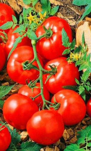 Томат МОНАХ &mdash; Очень прост в уходе! Холодостойкий! Не требует подвязки и пасынкования! Устойчив к растрескиванию!