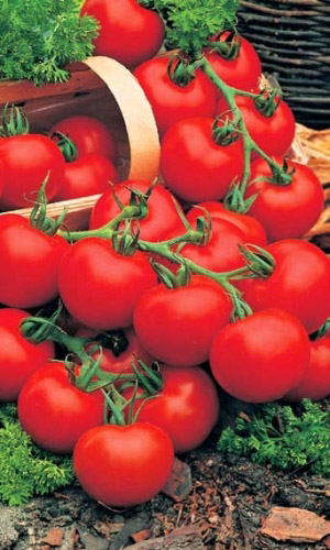 Томат НАШ БЛАГОВЕСТНИК F1