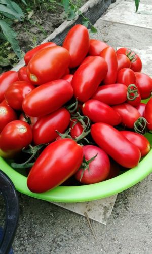 Томат НЕПАСЫНКУЮЩИЙСЯ ЦИЛИНДРИЧЕСКИЙ &mdash; Серия Чудо лентяя! Стабильная урожайность! Засолочный! Неприхотливый!