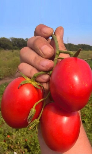 Томат НЕПАСЫНКУЮЩИЙСЯ СЛИВОВИДНЫЙ &mdash; До 15 плодов в кисти! Скороспелый! Безрассадный!