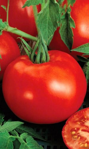 Томат ПРЕКРАСНАЯ ЛЕДИ F1 &mdash; Необычайно популярный! С дружной отдачей урожая! Устойчив к стрессам!