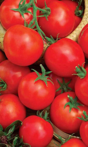 Томат РАННИЙ 83