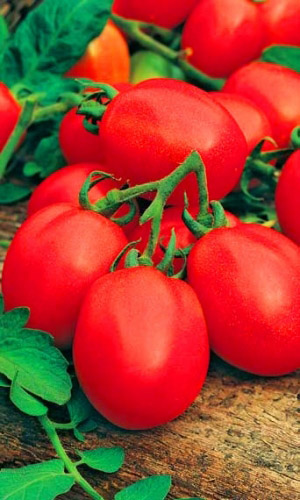 Томат РАНОВИК &mdash; Ранний, обильный урожай! Незабываемый вкус! Можно выращивать безрассадным методом!