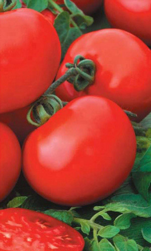 Томат САНЬКА