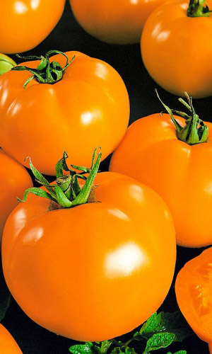 Томат САНЬКА ЗОЛОТОЙ