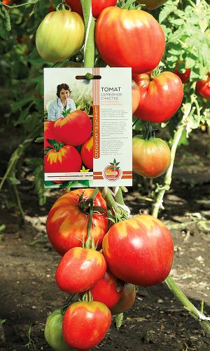 Томат СЕМЕЙНОЕ СЧАСТЬЕ коллекция Татьяны Штайнерт