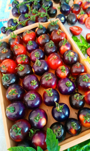 Томат ШАХТЁР F1