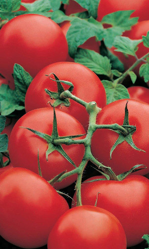 Томат СИБИРСКИЙ ЭКСПРЕСС F1 &mdash; Кистевой, в каждой кисти 6-7 плодов! Высокопродуктивный! Устойчив к недостаточной освещённости! Уникальная лёжкость!