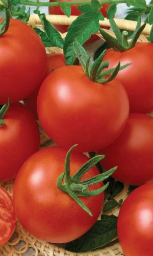 Томат СНЕЖАНА