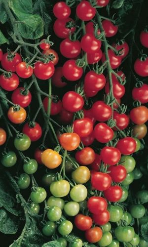 Томат СВИТ ЧЕРРИ F1