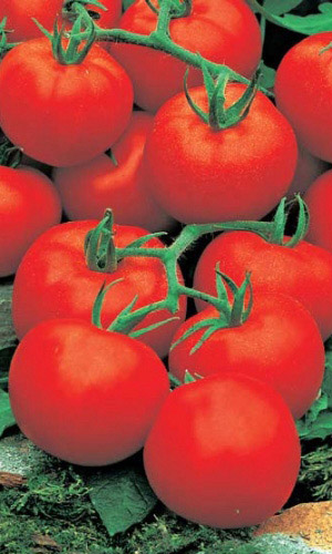 Томат УЛЬТРАСКОРОСПЕЛЫЙ