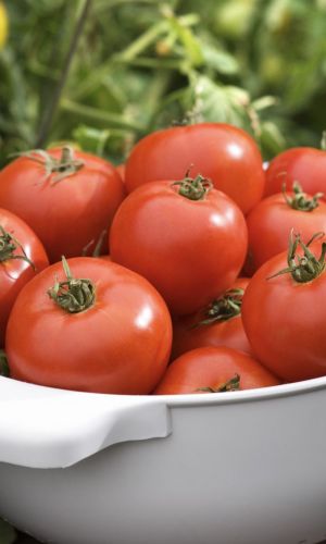 Томат ВЕНЕЦ &mdash; Устойчив к фитофторозу! Сорт для ленивых или начинающих огородников!