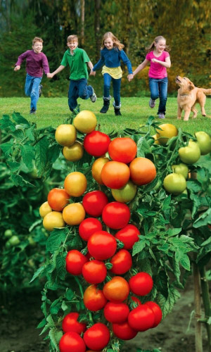 Томат ВЕСЁЛАЯ КОМПАНИЯ