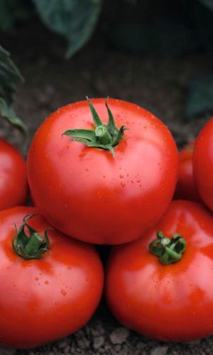 Томат ВИКТОРИНА &mdash; Победитель на грядке! Высокоурожайный, раннеспелый сорт! Великолепная завязываемость плодов! Великолепная товарность!