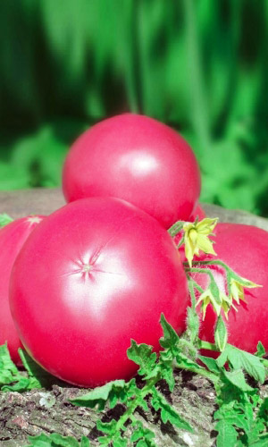 Томат ВИКТОРИЯ F1