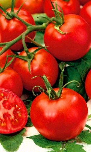 Томат ВОЛГОГРАДСКИЙ 5/95 (большой пакет)