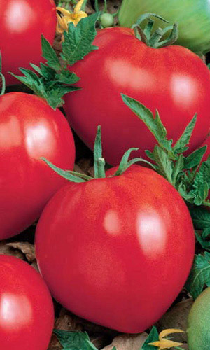 Томат ВОЛОВЬЕ СЕРДЦЕ