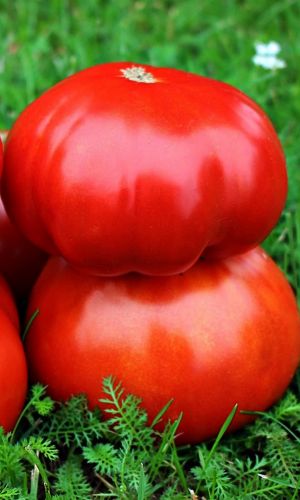 Томат ВЫБЕРИ МЕНЯ