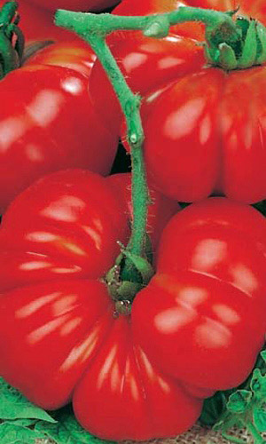 Томат ЖЕНСКАЯ ДОЛЯ F1