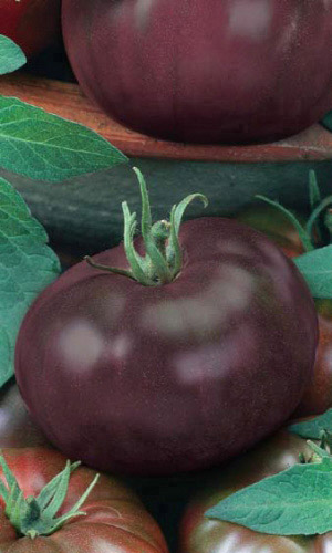 Томат ЖЖЕНЫЙ САХАР (КАРАМЕЛЬ)