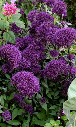 Трахелиум СУПРИМ БЛЮ