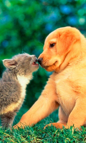 Трава ДЛЯ КОШЕК И СОБАК