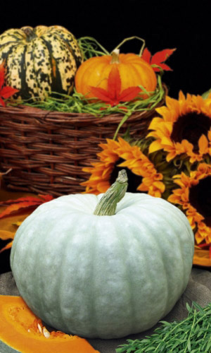 Тыква КРОШЕЧКА ХАВРОШЕЧКА